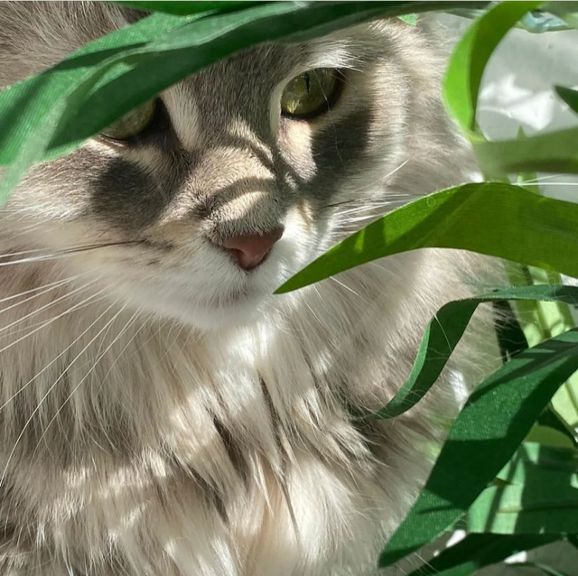 Sibirisk katt Yambika